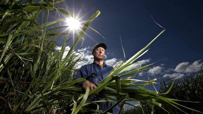 Gold Coast Cane Farmer