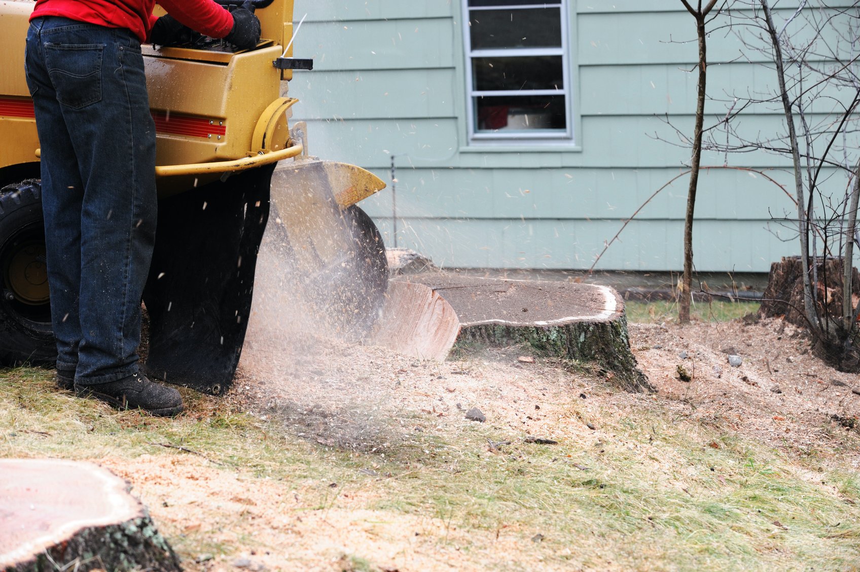 2022 Tree Stump Removal Cost Guide- Competitive prices | iseekplant