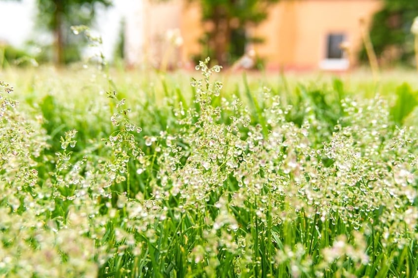 Close up of growing hyrdoseeds on a lawn